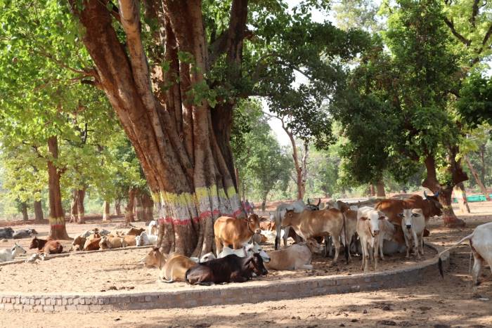 गोठान गरियाबंद 1