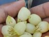 स्थानीय जनता की आय बढ़ाने, अब समय है महुआ पर नीति बदलने का