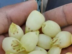 स्थानीय जनता की आय बढ़ाने, अब समय है महुआ पर नीति बदलने का