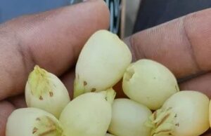 स्थानीय जनता की आय बढ़ाने, अब समय है महुआ पर नीति बदलने का