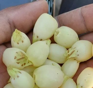 स्थानीय जनता की आय बढ़ाने, अब समय है महुआ पर नीति बदलने का
